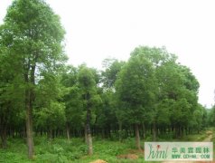  大樟树移植养护技术-华美霖深圳园林公司