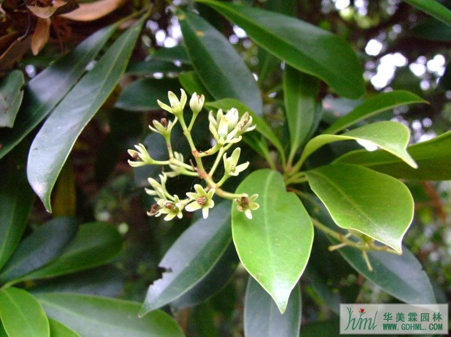 松阳发现珍稀野生植物浙江润楠