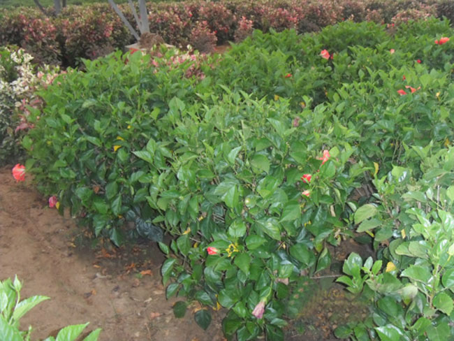 东莞大红花批发